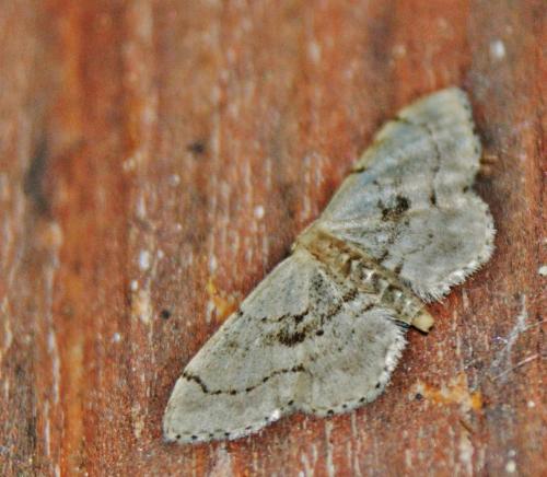 Réf. 330 327 : Idaea laevigata